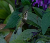 2022 09 17 LongFellowGarden 019